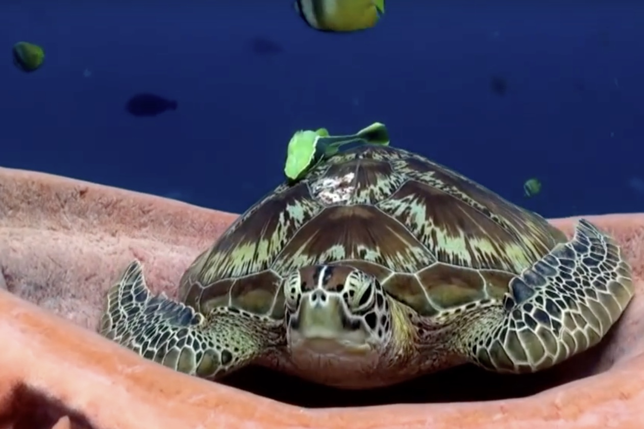 Video: Tired Turtle Finds A Comfy Place To Take A Nap!