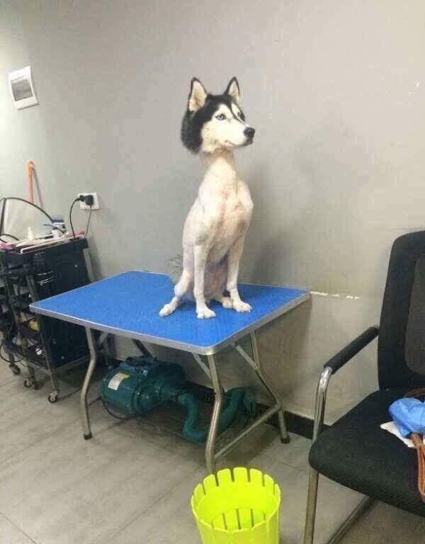Video When Dog Groomers F K Up