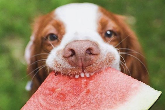 Video Dog Eat Watermelon Like A Human! You Need To See This!