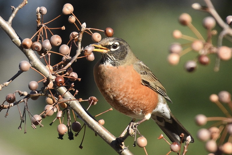 U.S Birds 'Tipsy' After Eating Fermented Berries