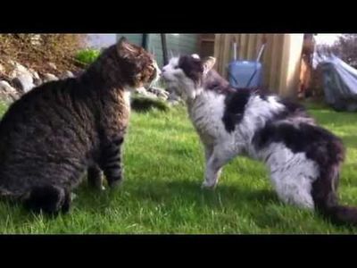 Video: Such An Intense Cat Fight Here!