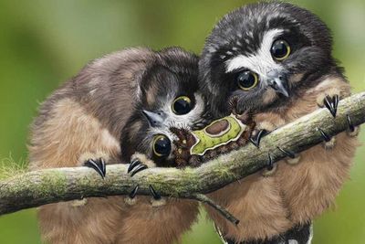 Video: Cutest Owl Video Compilation