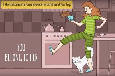 Video: How To Tell If Your Cat Loves You!