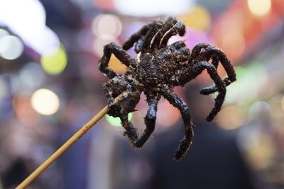 Enjoy A Delicious Tarantula Dinner In Thailand
