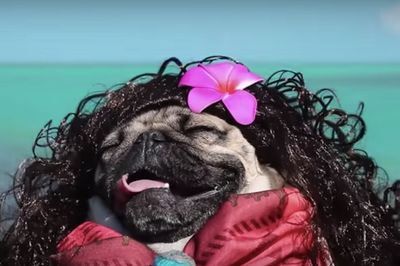 Video: Disney! It's A Whole New (pug) World!