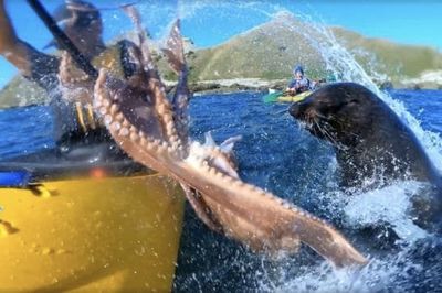 A Seal Throws An Octopus At A Kayaker And It Was Caught On A GoPro