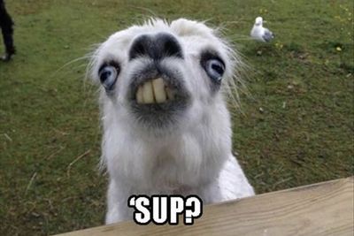 Animal Vines That Will Cure Your Depression