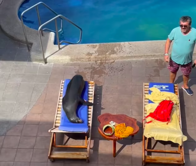 Wendy The Sea Lion Invades Vacation And Decided To Get Comfy On One Man’s Sunbed