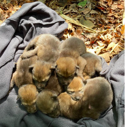 Cutest Litter Of Endangered Red Wolf Pups Gives Hope For At-risk Species