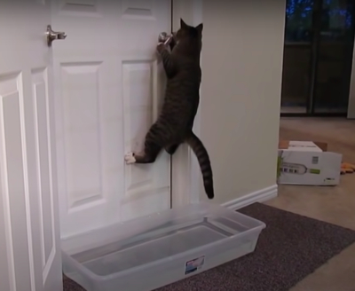 Determined Cat Figures Out Way To Get Past Homemade Water Trap In Front Closed Door