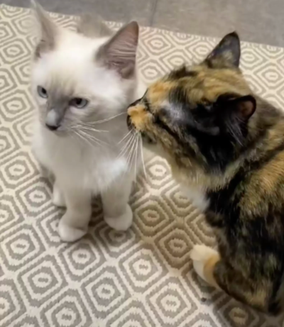 Cat Has Total Change Of Heart After Meeting His New Kitten Sibling