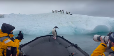 Penguin Hops On Passing Boat To Escape Hungry Seal