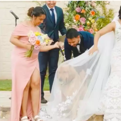 Dog Ring Bearer Loses Ball Under Bride Veil And Hilariously Stops Wedding To Retrieve It