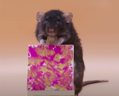 Clever Pet Rat Learns Tricks Faster Than Siblings