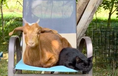 Rescued Baby Goat Grows Up Thinking She Is A Cat