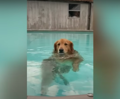 Stubborn Dog Refuses To Climb Out Of Favourite Pool