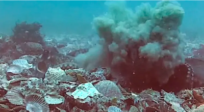 Study Discovers That Female Octopuses Throws Debris At Males When Feeling Harassed