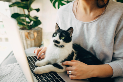 Clever Song About Not Being Able To Do Anything Due To A Cat On Your Lap