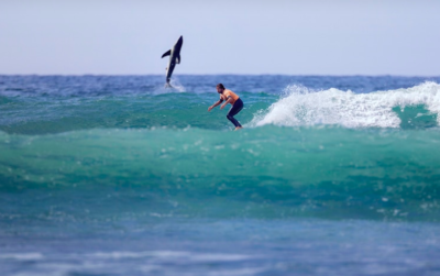 Surfer Unsuspectingly Photo Bombed By Great White Shark