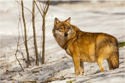 Lone Wolf Travels Record 4200 Miles Across Great Lake Region