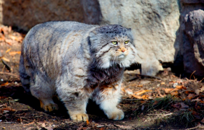 Rare Cartoon Like Wild Cats Found Living On Mount Everest