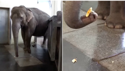 Intelligent Elephant Teaches Itself To Peel A Delicious Banana