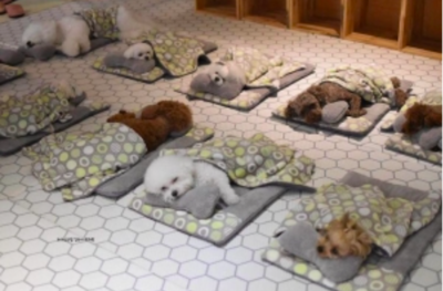 Puppies At South Korean Puppy Day Care Takes Adorable Scheduled Naps
