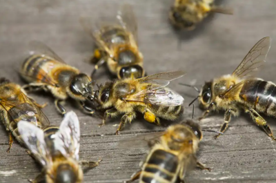 Watch How Honey Bees Whoop When They Bump Into Each Other