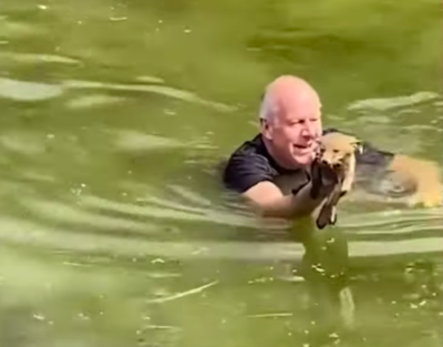 Kind Man Jumps Into Canal To Save Baby Fox