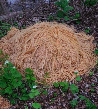 Mystery Behind 227kg Pasta Dumped Near New Jersey River