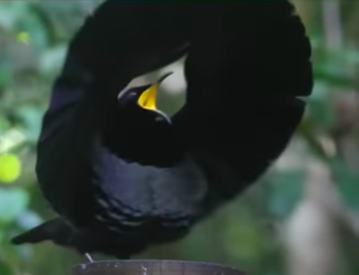 Hilarious Ze Frank Narrates Bird Mating Dance