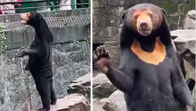 Standing Bear At Chinese Zoo Accused Of Being A Human In Bear Costume