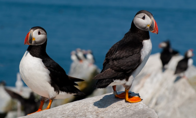 Maine Puffin Population Makes Unexpected Comeback