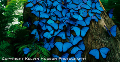Magical Sight Of Beautiful Blue Butterflies Clustered  On A Tree