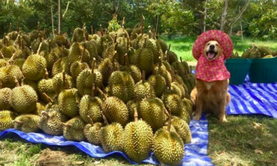 Happy Golden Retriever Overjoyed With His Job As A Durian Fruit Harvester