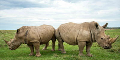 IVF Gives First Sign Of Hope Of Saving The White Rhino Species