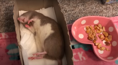 Adorable Pet Rat Can Only Be Woken From His Naps With The Sound Of Delicious Snacks