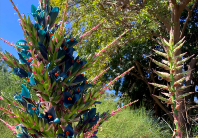 Sapphire Coloured Plant Blooms For The First Time In Over 2 Decades