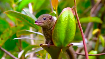 How A Carnivorous Plant Became The Toilet For A Small Animal