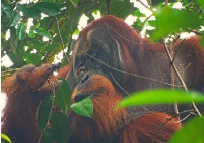 Clever Orangutan Treats Its Own Wound With Medicinal Plant
