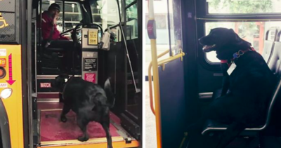 Smart Dog Takes The Bus Alone To Go For Walks In The Park