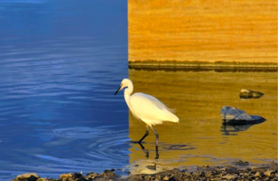Is This Photo Of A Bird Photoshopped Or Real?