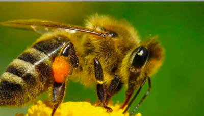Ancient Beekeeping Tools Discovered In Mexico