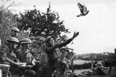 Pigeons With Parachutes Used During World War Ii To Fly Messages To French Resistance