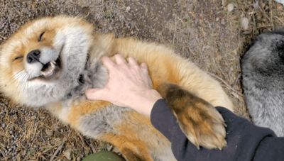 Sweet Red Fox Bursts Into Adorable Laughter When Being Petted