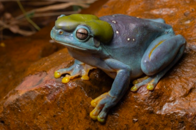 Rare Tree Frog Discovered In Remote Area In Australia Features Beautiful Blue Colour