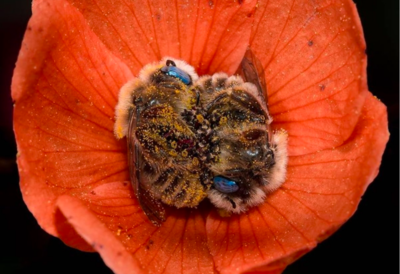 Photographer Captures Adorable Couple Of Bees Cuddling In The Middle Of A Flower