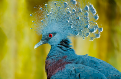 Victoria Crowned Pigeon Branded The Most Beautiful And Largest Pigeon In The World