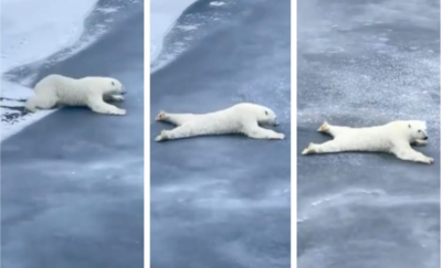 Polar Bear Cleverly Manoeuvres Across Thin Ice Without Breaking It