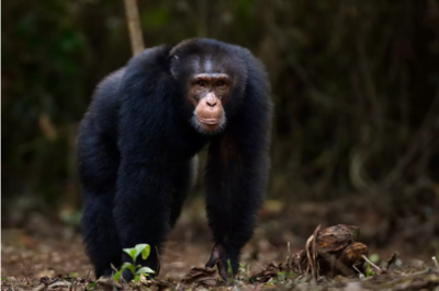 Horror As Well-known Chimpanzee Violently Tears Baby From Her Mother And Kills Her